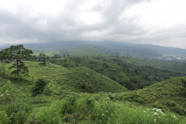 Kebun Teh Kemuning, Untuk Healing Berkualitas di Karanganyar